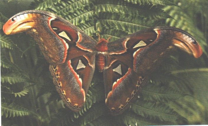 T motýl-11